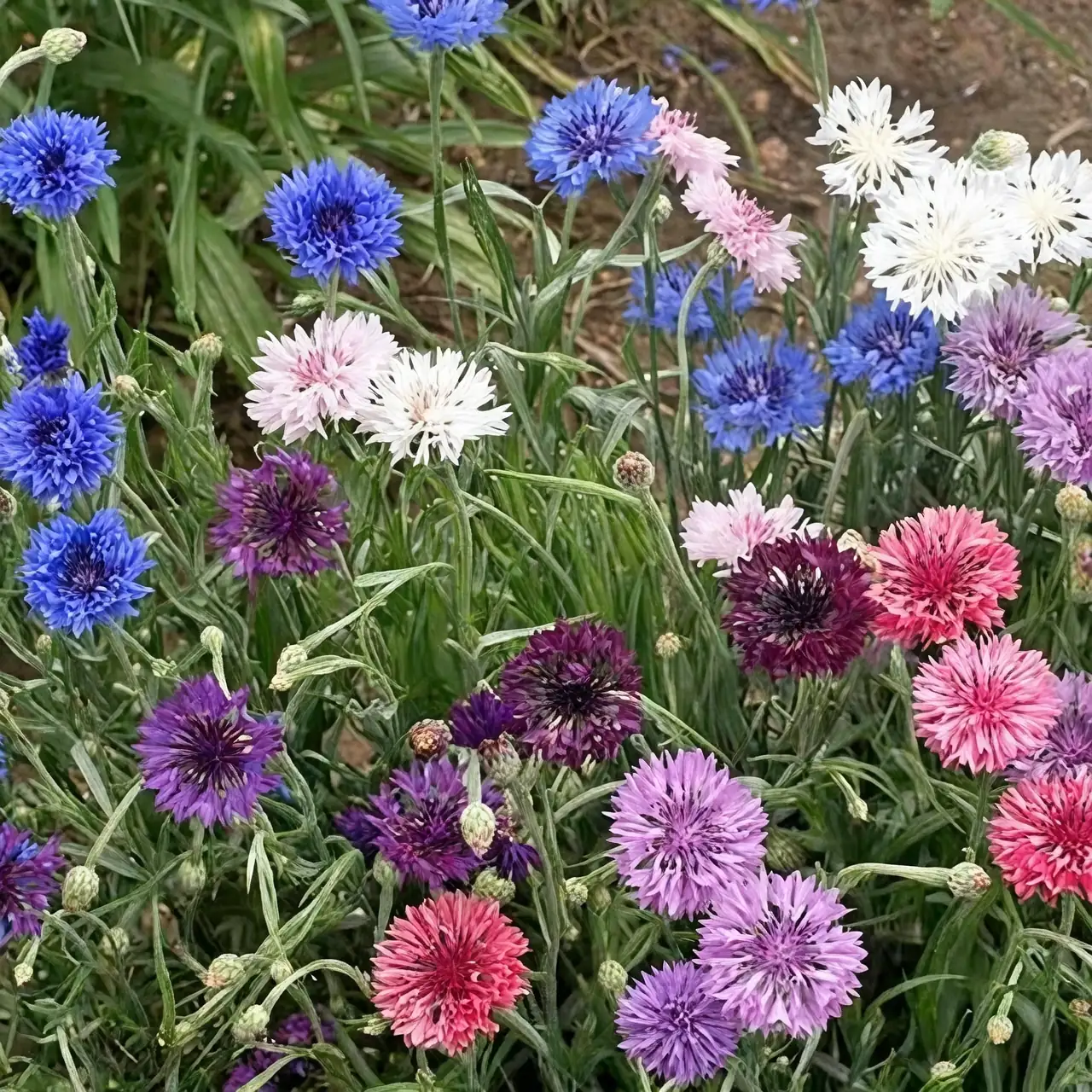Mastering Cornflower Care: Secrets to a Blooming Bachelor’s Button