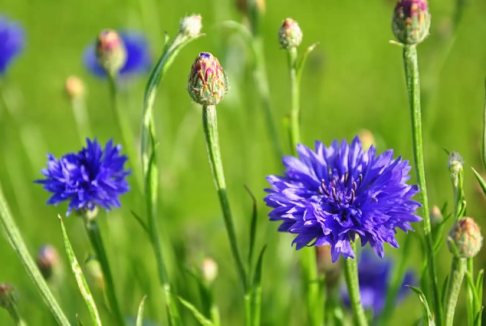 cornflower in full sun garden