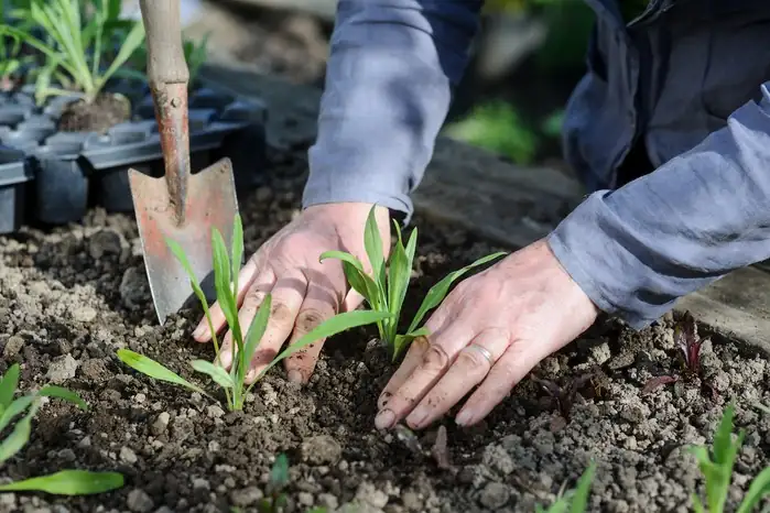 cornflower planting process
