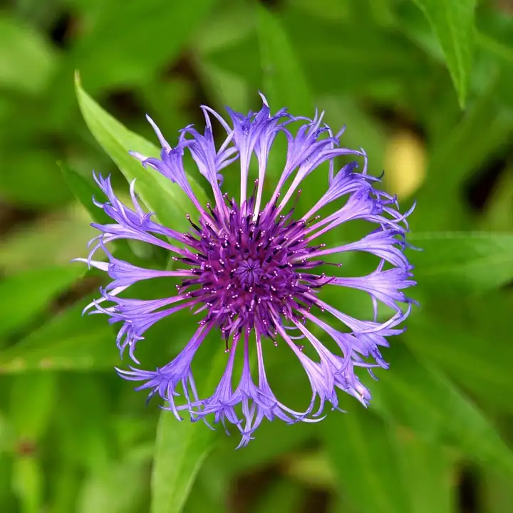cornflower deadheading process