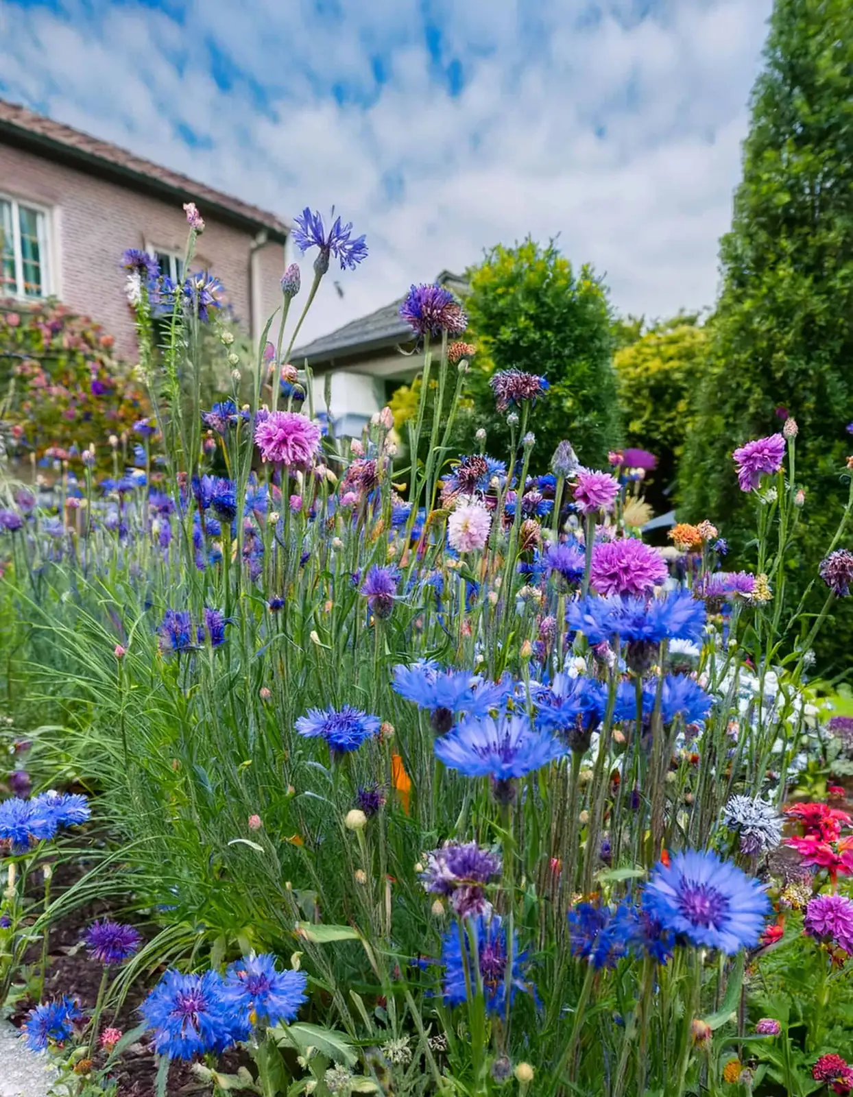 cornflower in pollinator garden