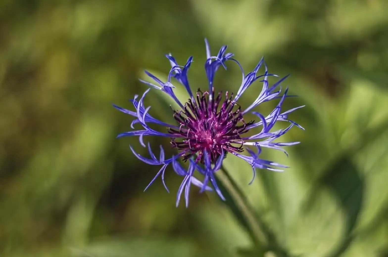 Battling Bugs: How to Keep Your Cornflowers Pest-Free