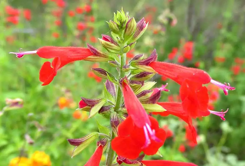 scarlet sage square stem close-up