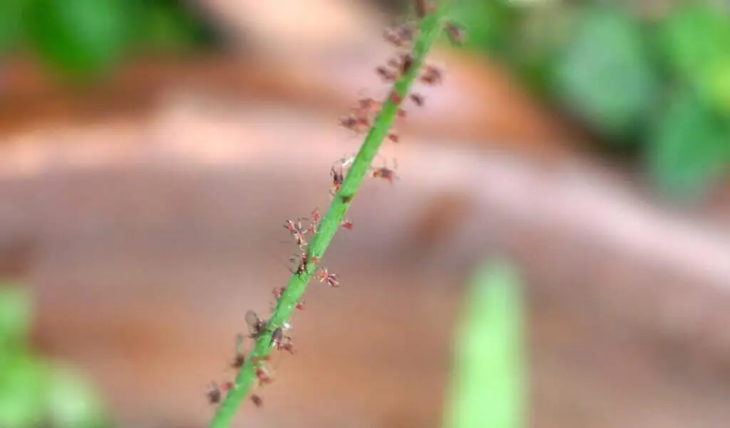aphids on cornflower stem