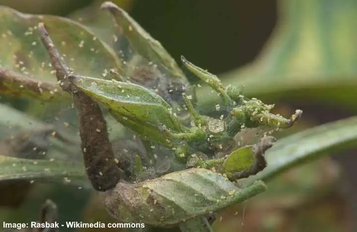 spider mites web on leaves