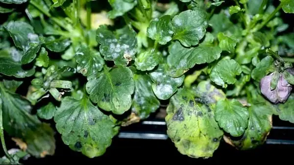 powdery mildew on cornflower leaves
