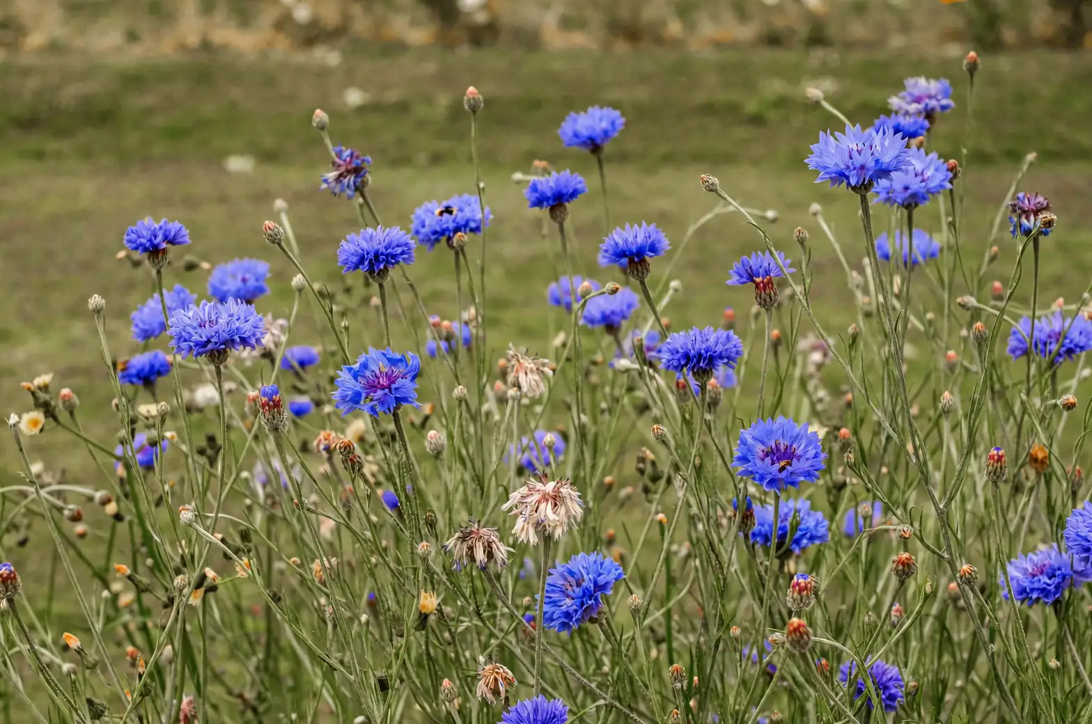 From Grain Fields to Gardens: The Storied Journey of Cornflowers
