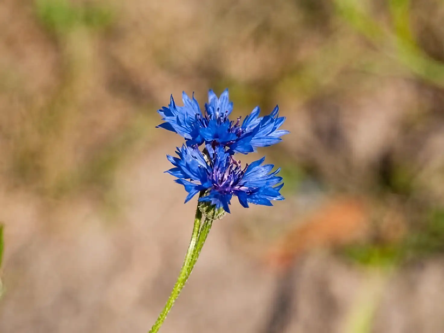 cornflower close-up bloom