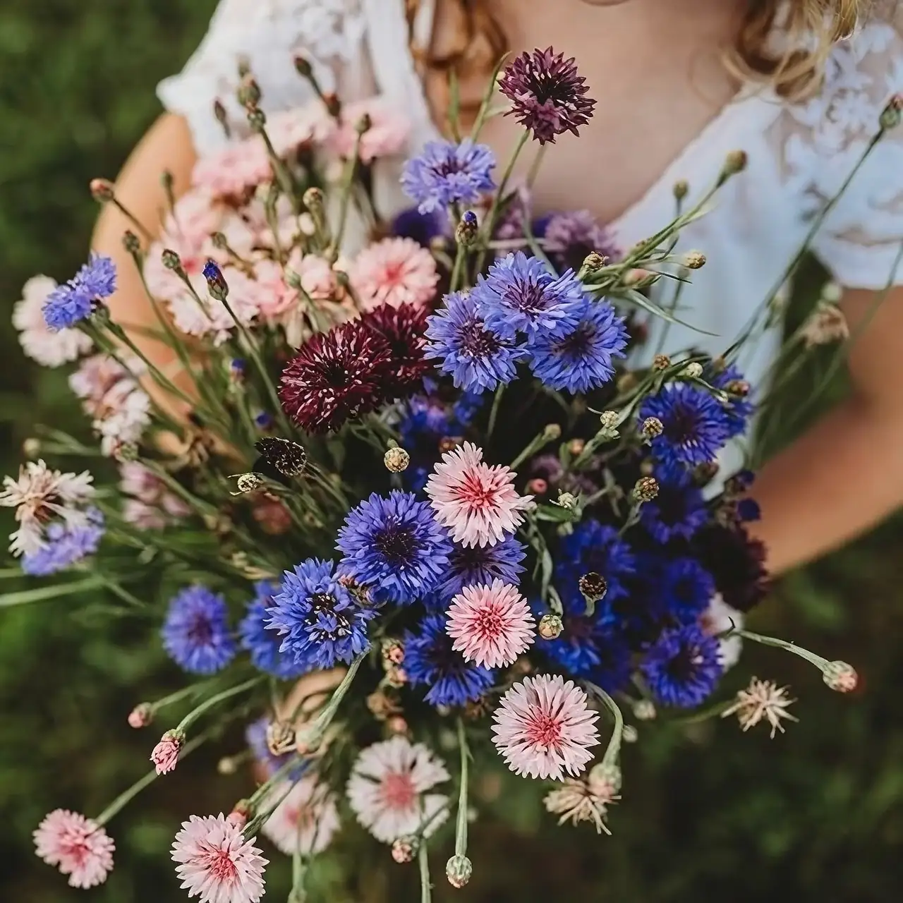 cornflower with bees