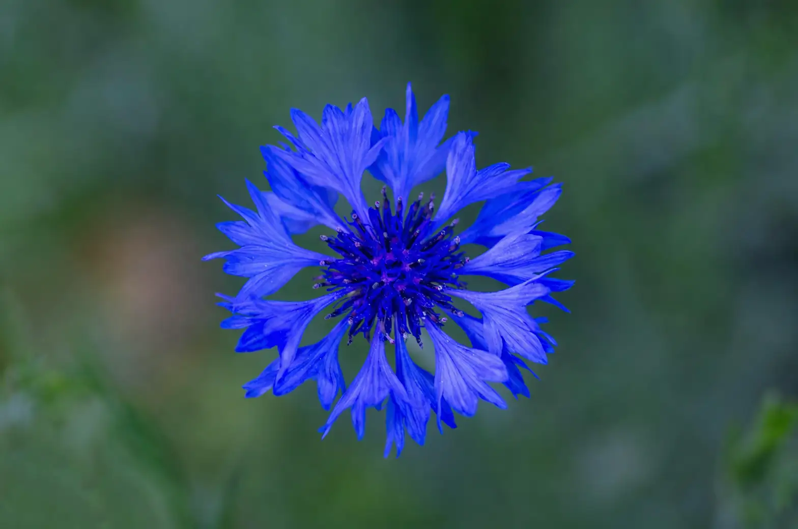 close-up of cornflower petals