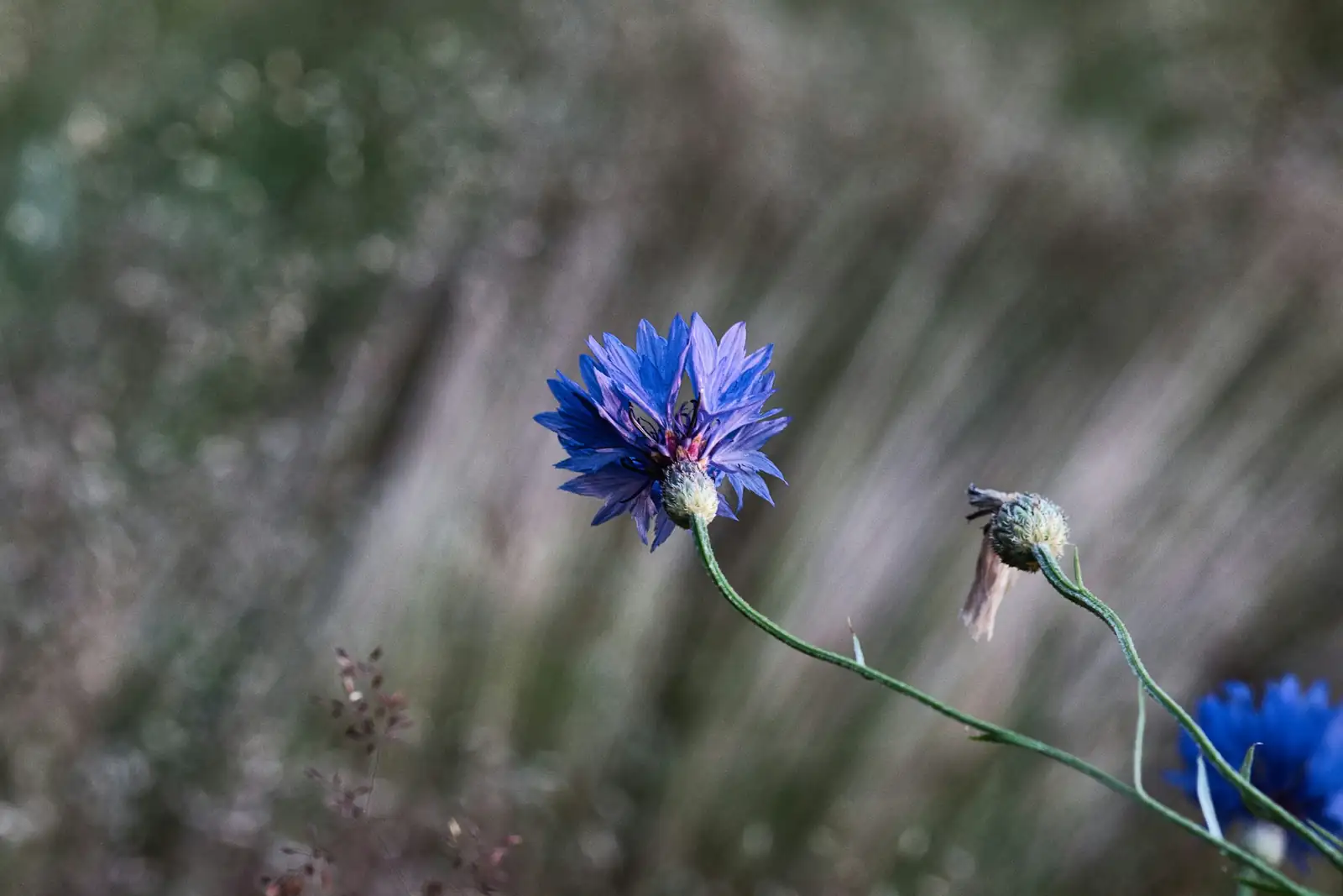 cornflower attracting pollinators