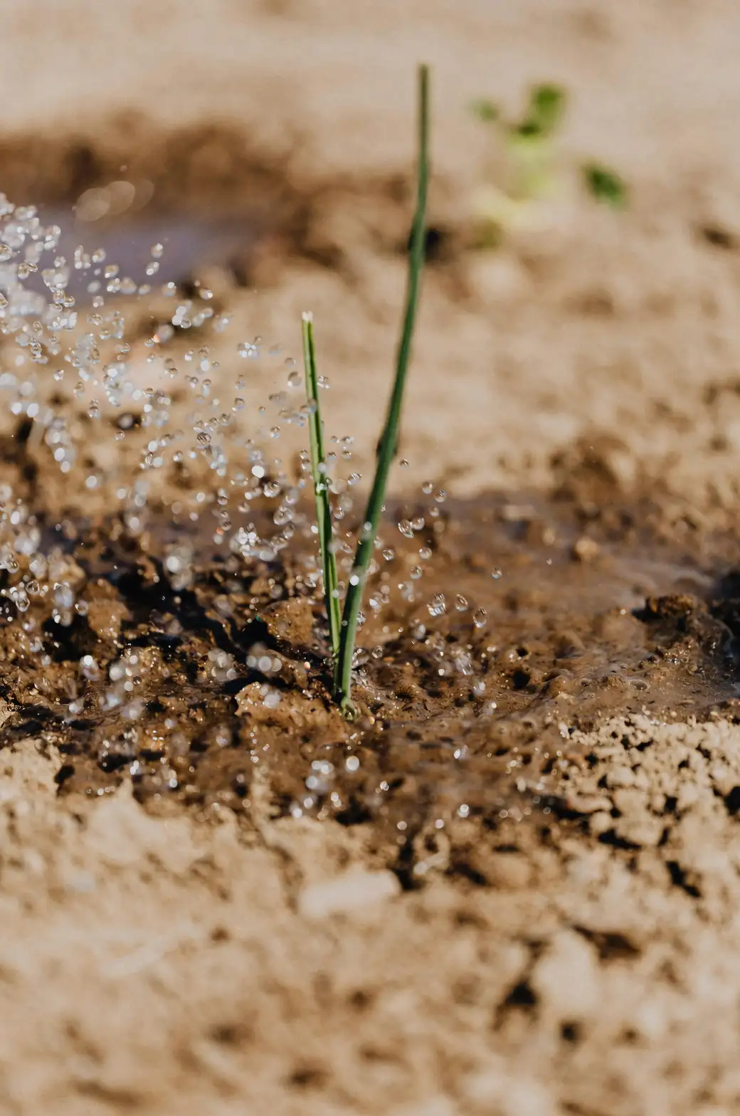 Mastering the Art of Thorough Watering: Ensure Your Plants Thrive