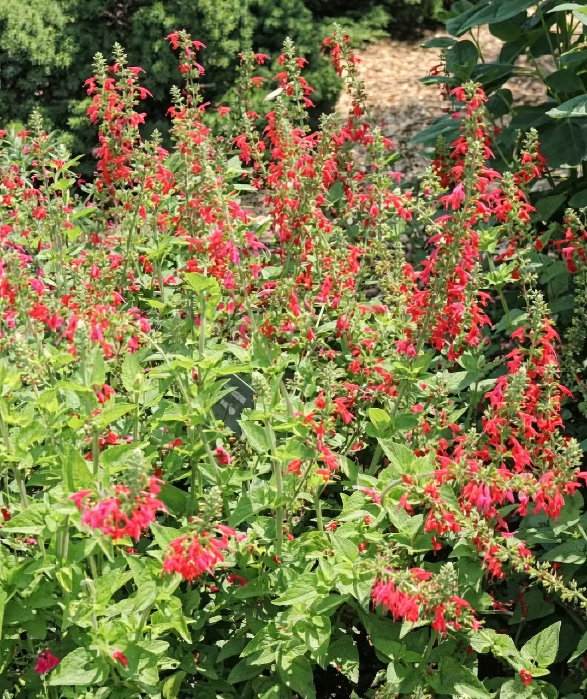 scarlet sage colorful varieties