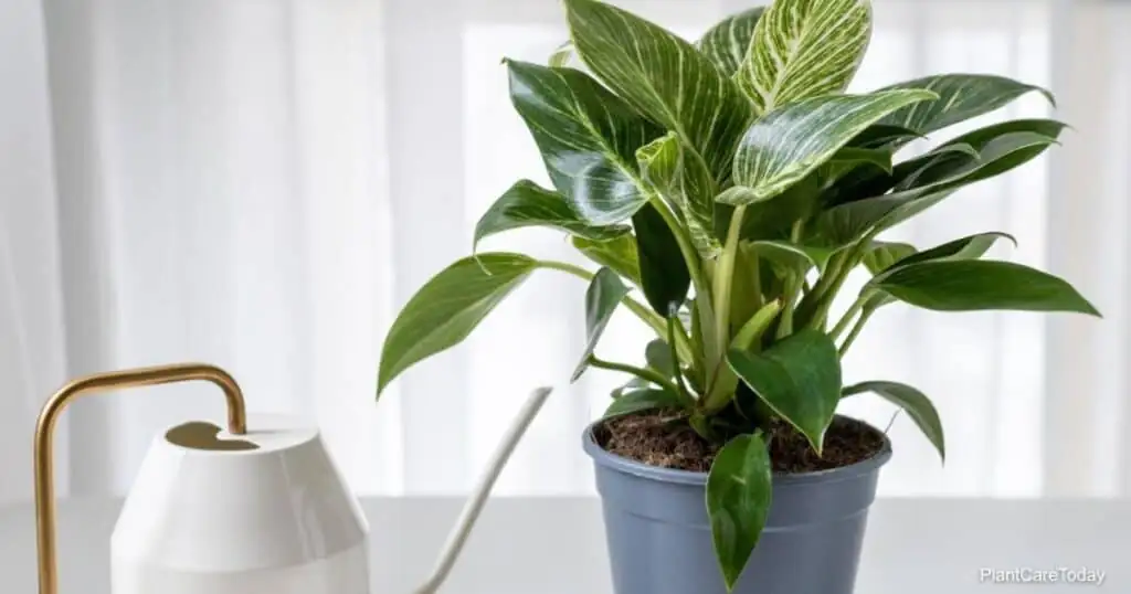philodendron tropical watering