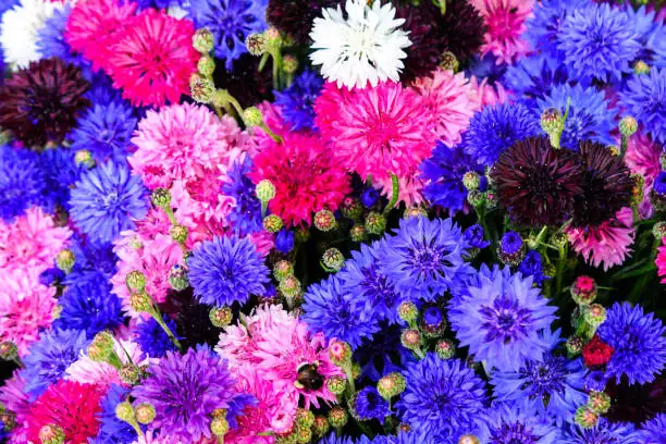 cornflower color varieties