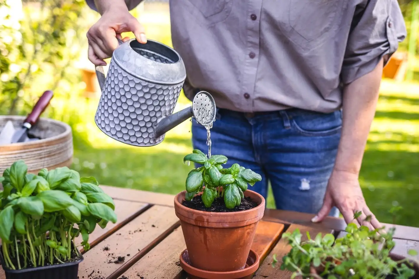 watering plant root zone