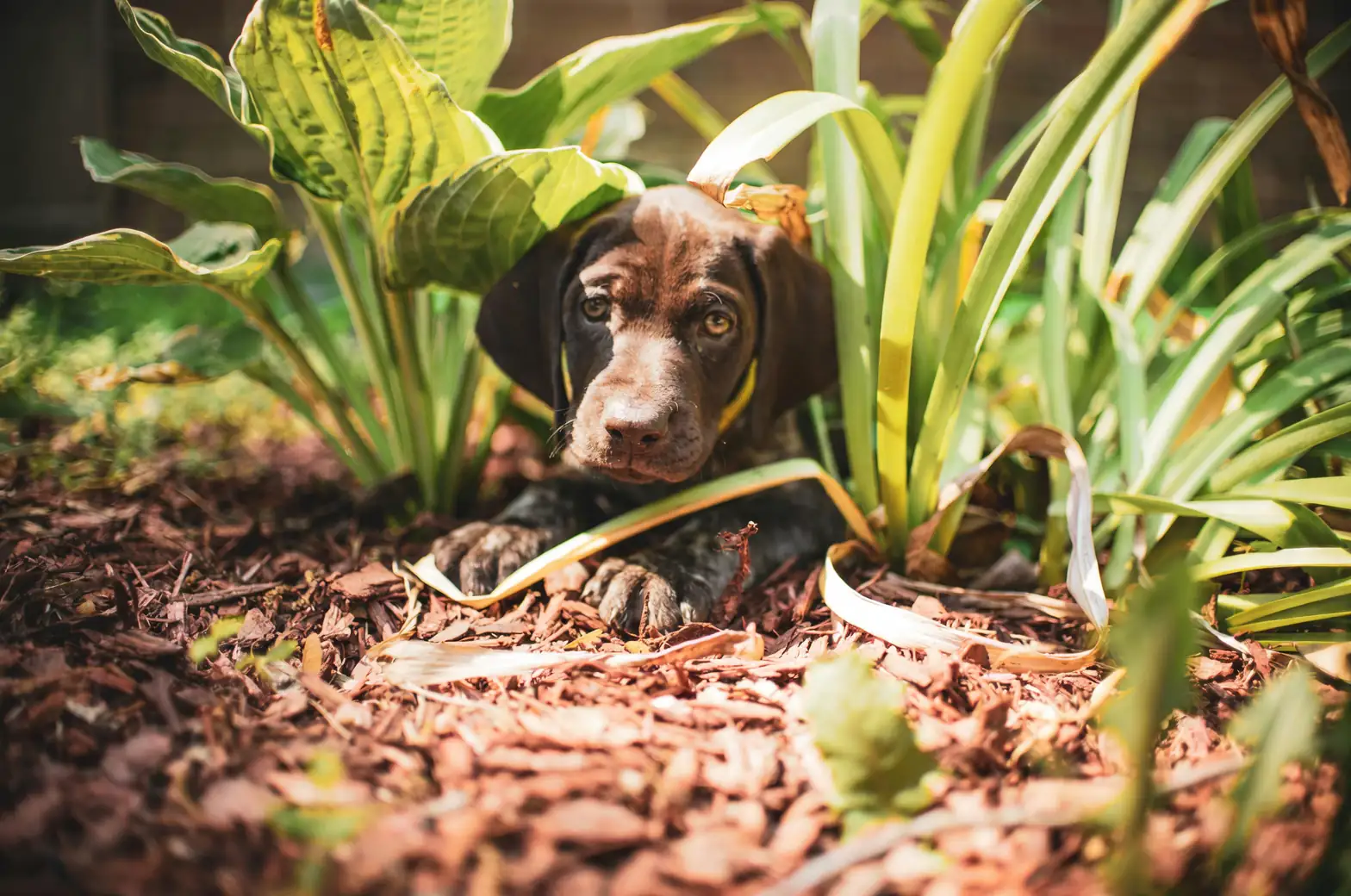 mulch around garden plants