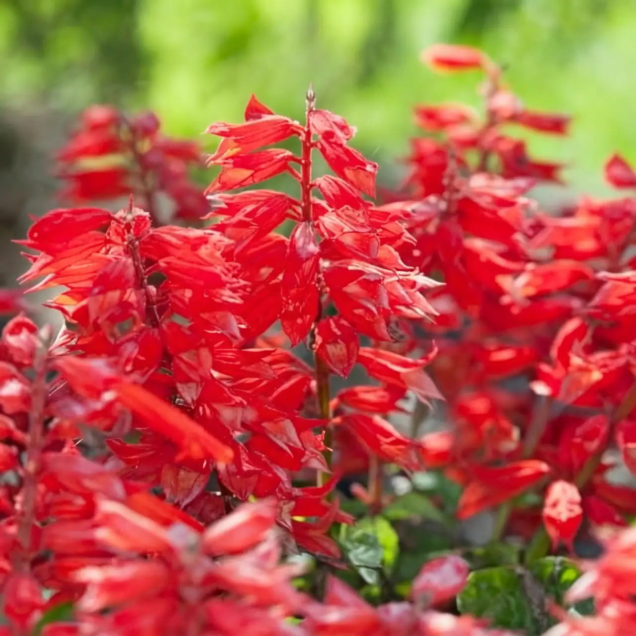 The Language of Flowers: What Scarlet Sage Says in Love and Life