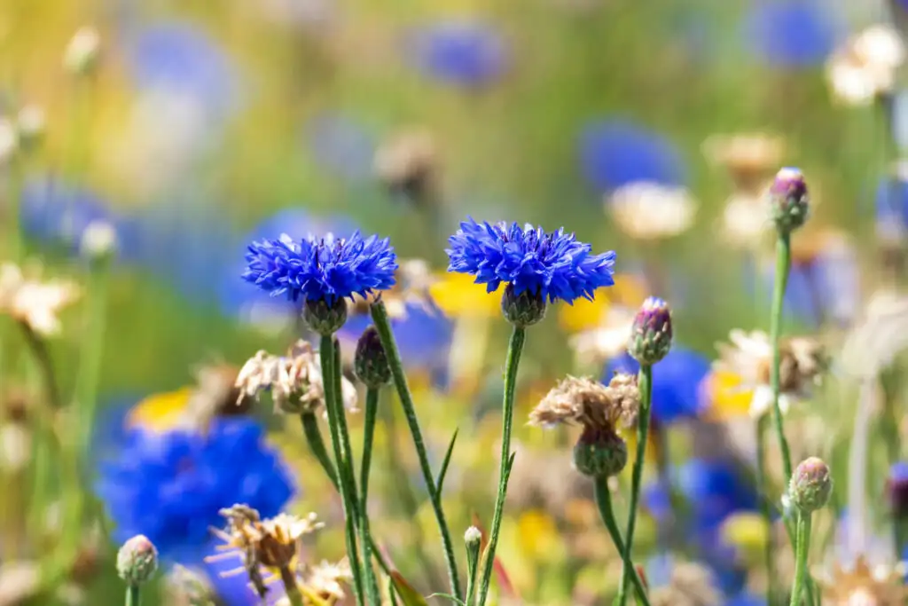 Cornflower Propagation: A Seed-to-Bloom Masterclass