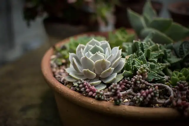 The Art of Plant Hydration: Mastering Thorough Watering Techniques