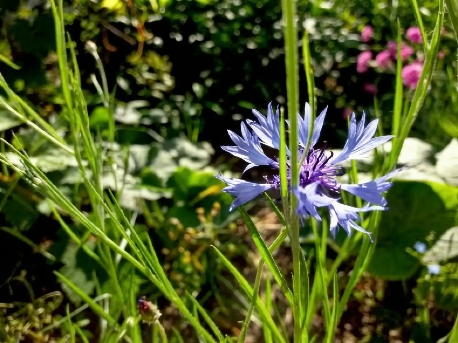 cornflower garden sunlight