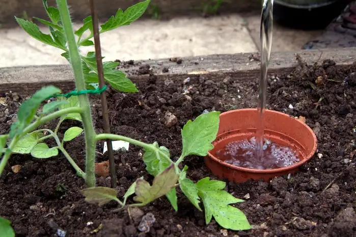 watering plant roots