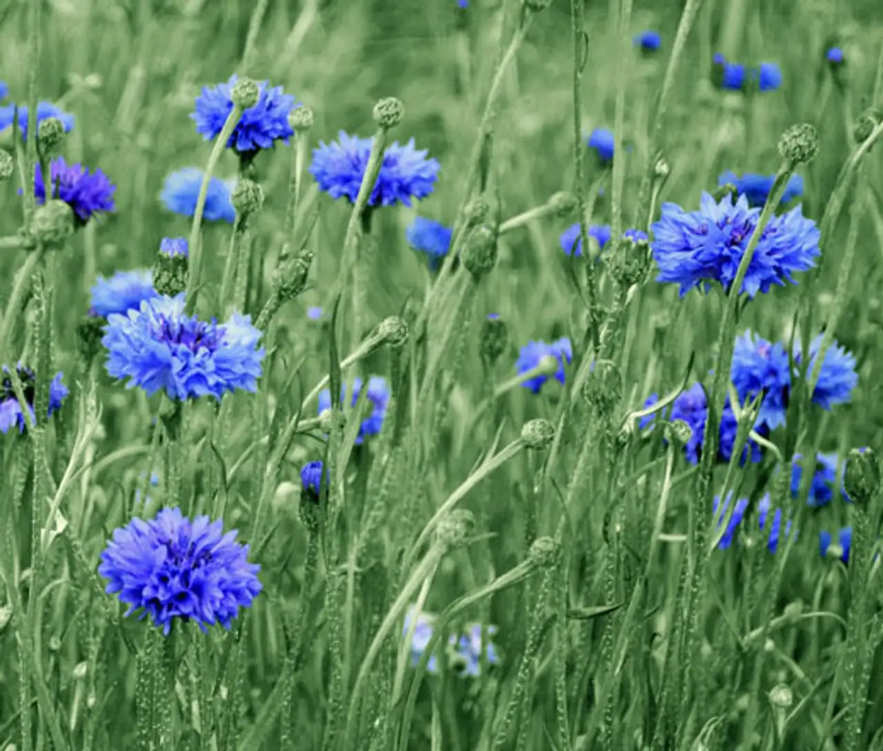 cornflower seed planting process