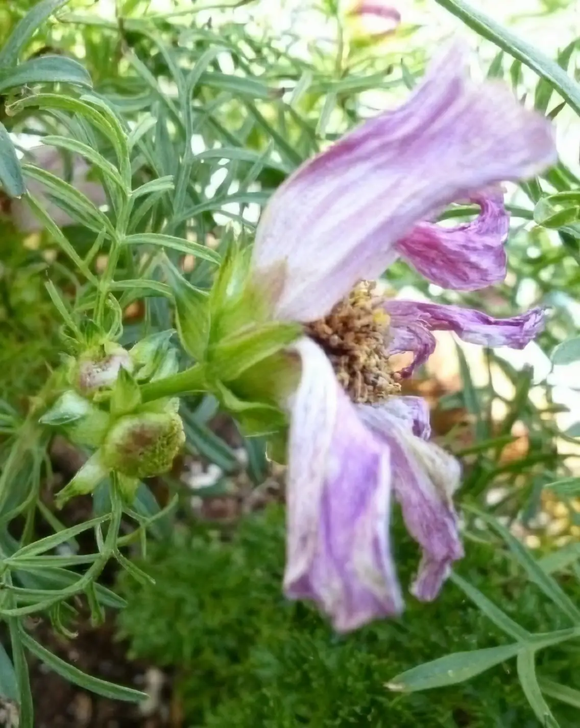 deadheading cornflowers garden