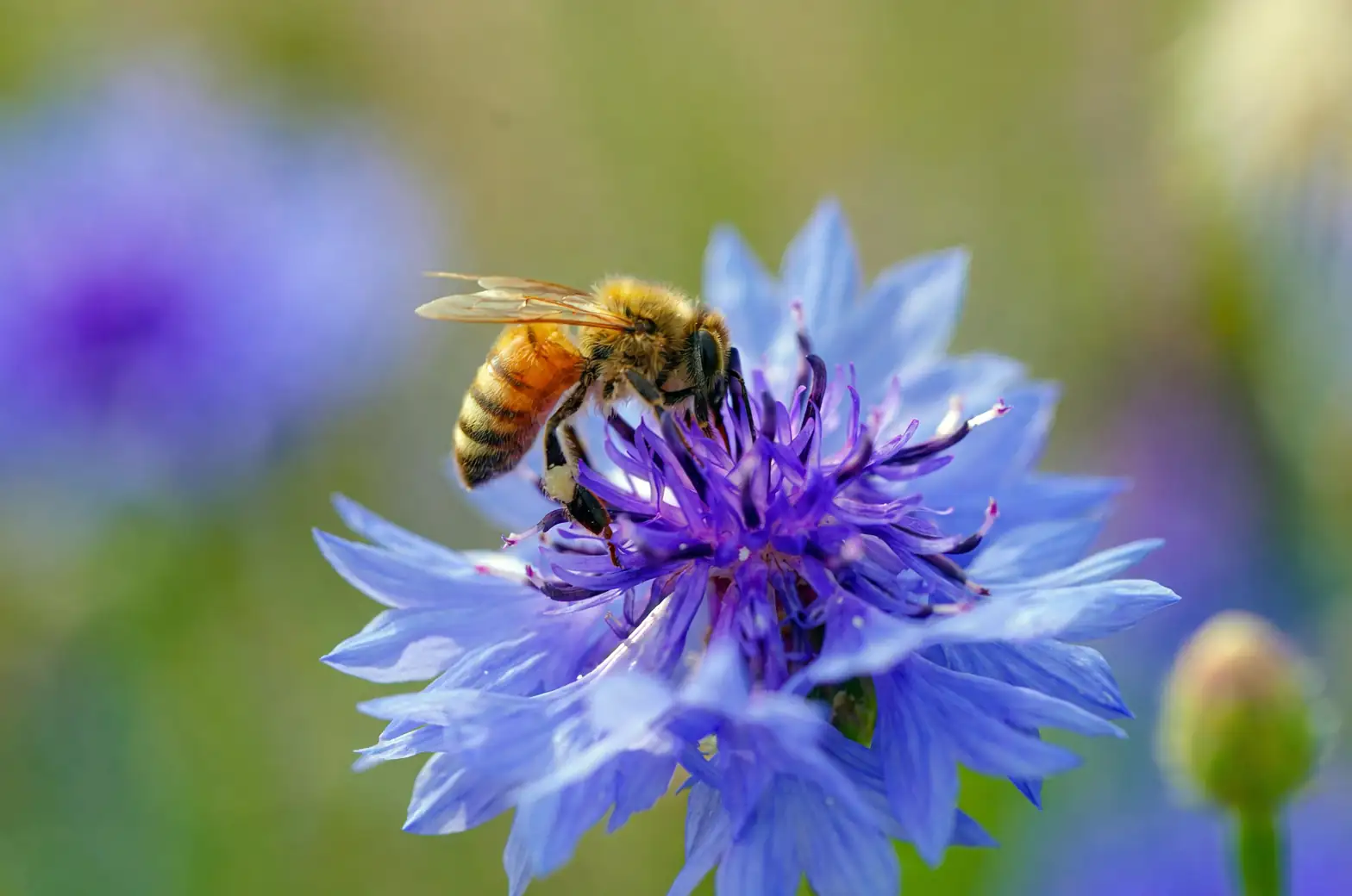 cornflower with bees and butterflies