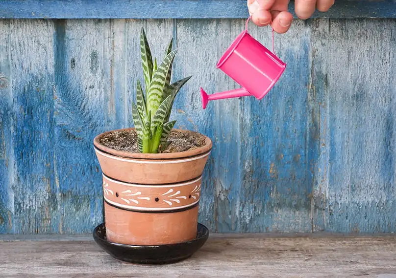 Watering Wonders: Dive Into Soak-Dry vs. Consistent Moisture Techniques