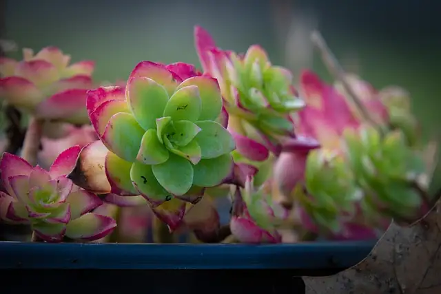 succulents vs tropical plants