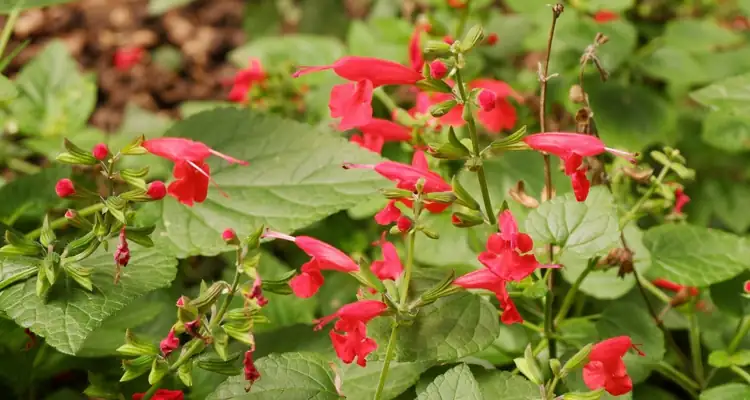 A Burst of Color: Decorating with Scarlet Sage Indoors and Out