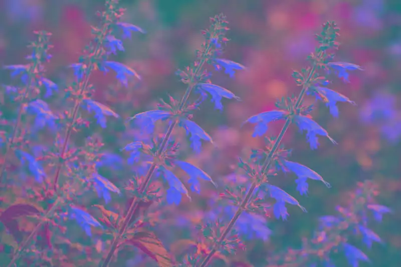 scarlet sage with hummingbirds
