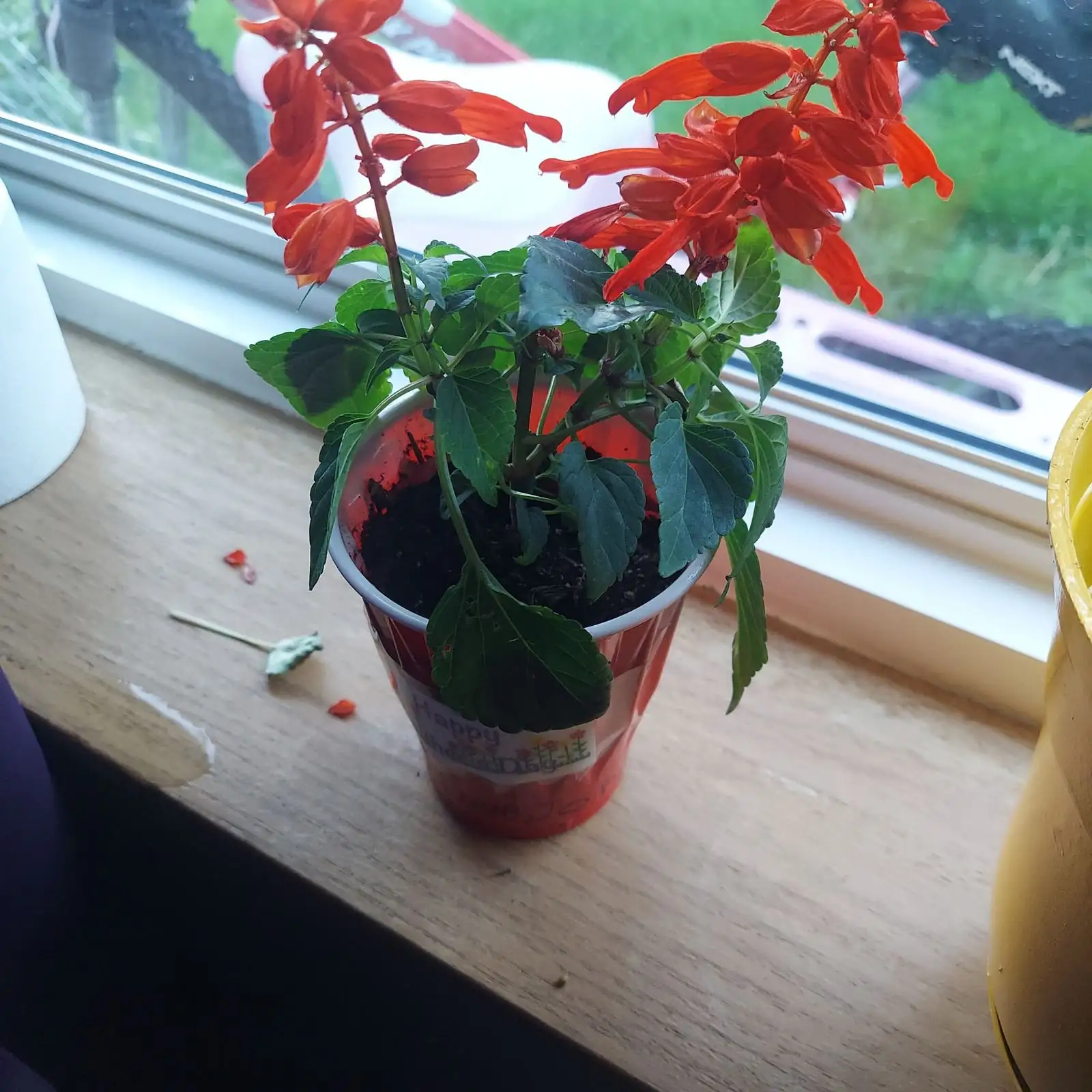 scarlet sage windowsill sunlight