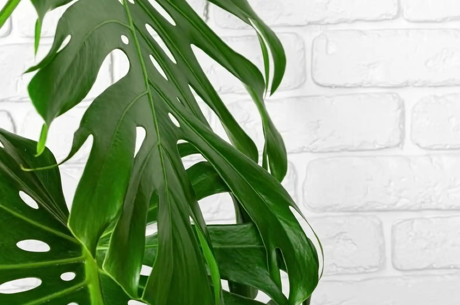 monstera plant close-up
