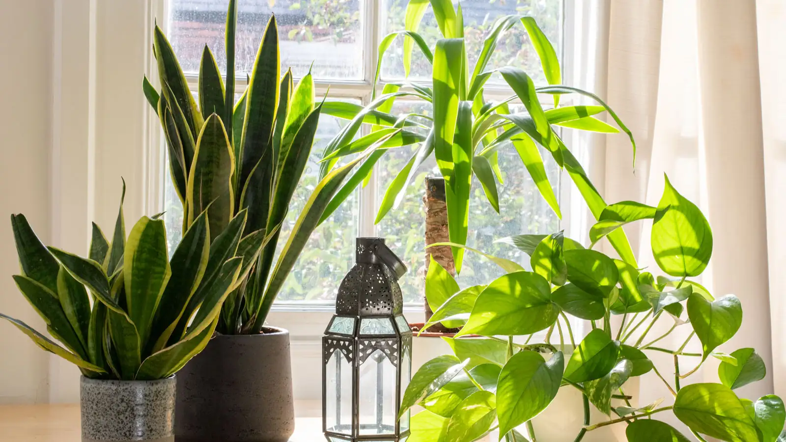 indoor plant sunlight windowsill