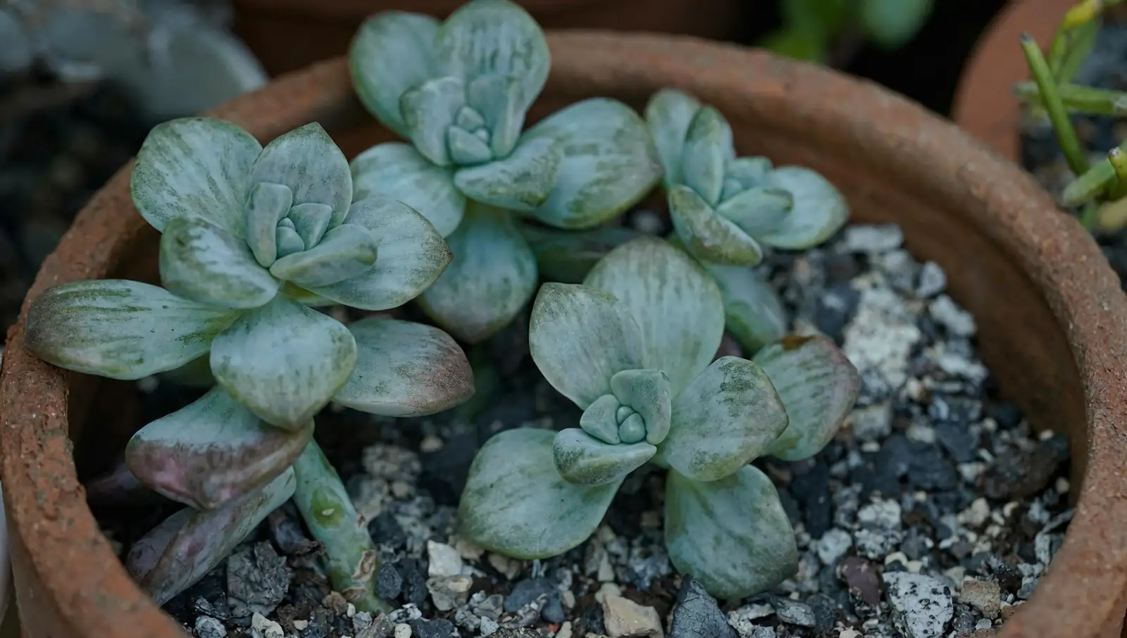 succulent in terracotta pot