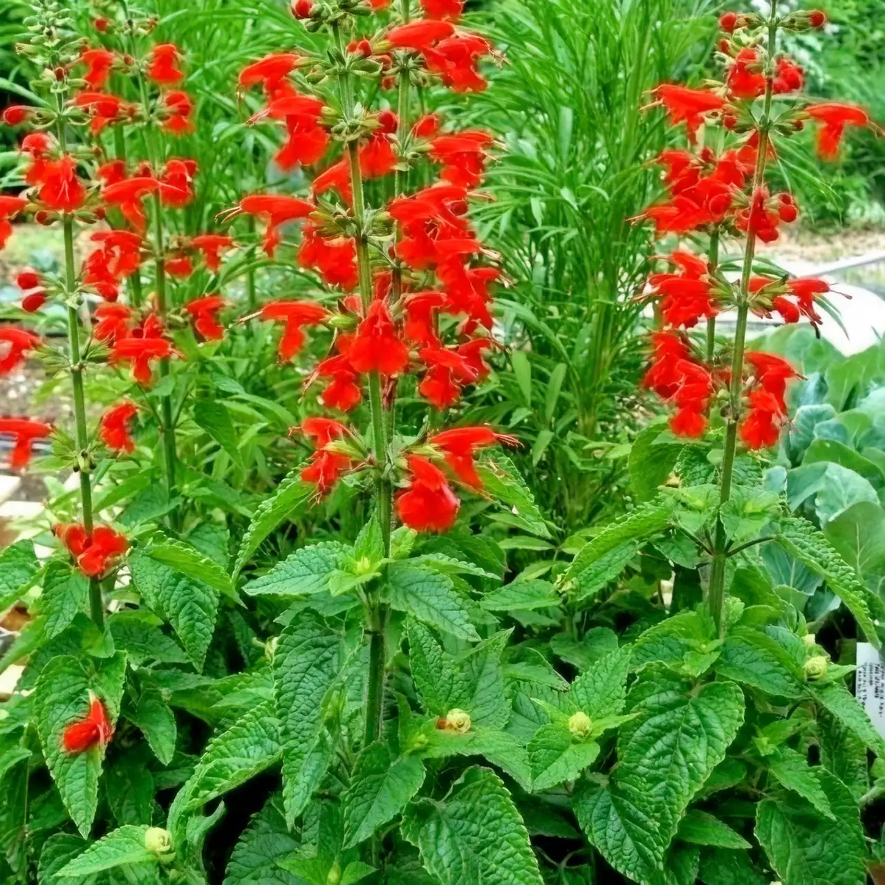 scarlet sage patio containers