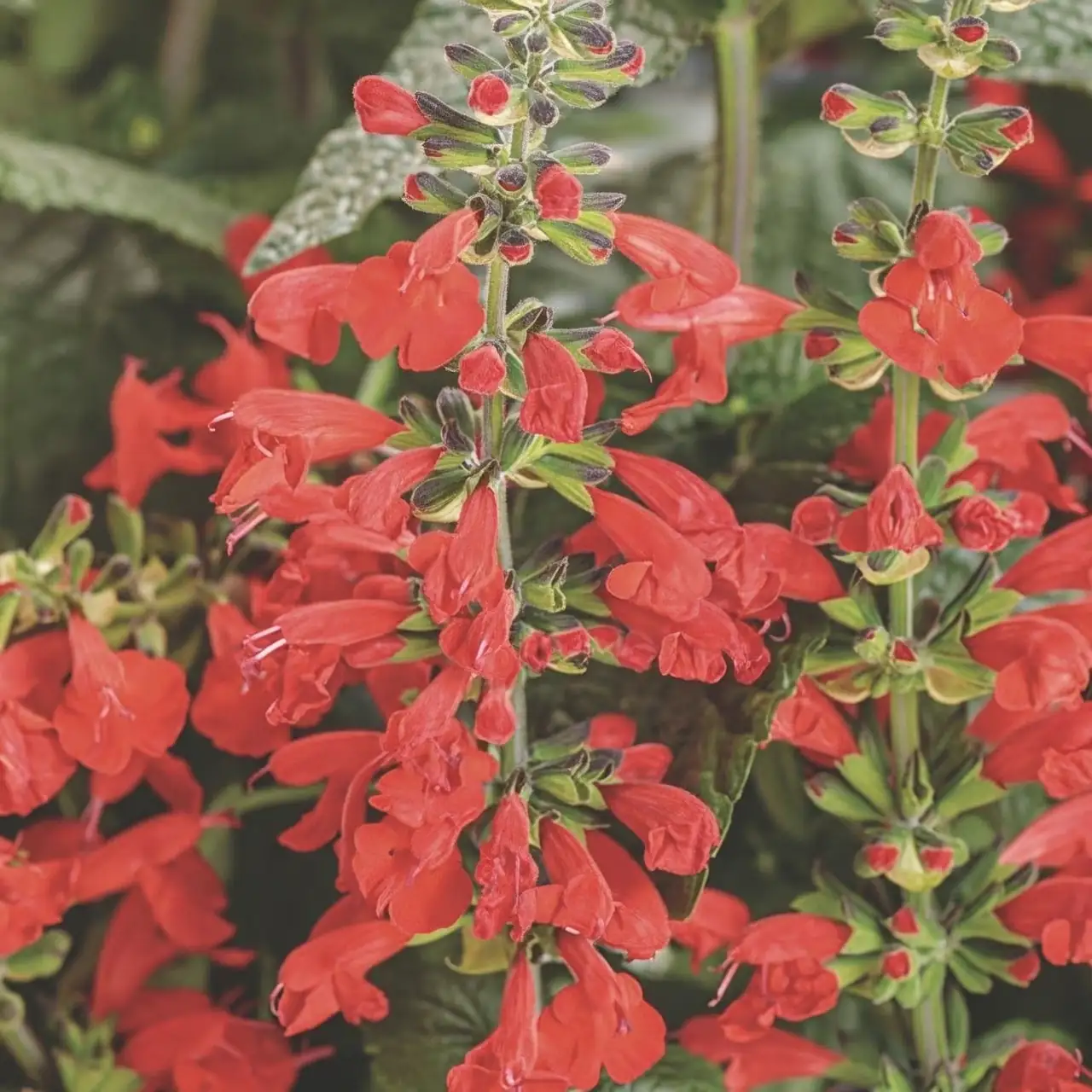 scarlet sage close-up flowers
