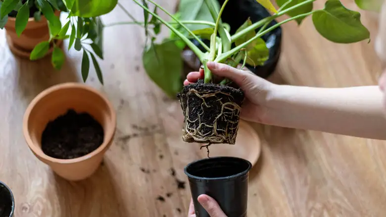 removing plant from pot hands