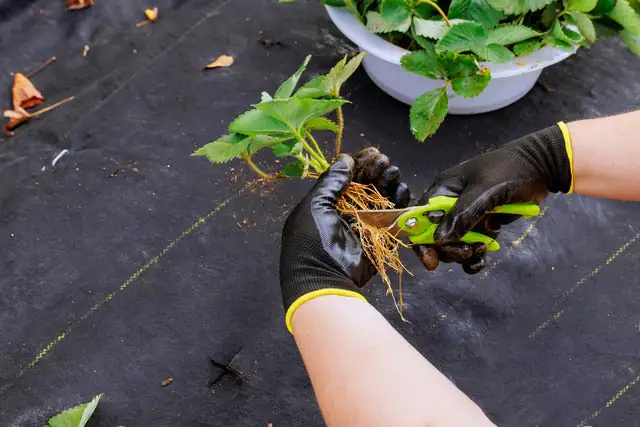 trimming plant roots scissors