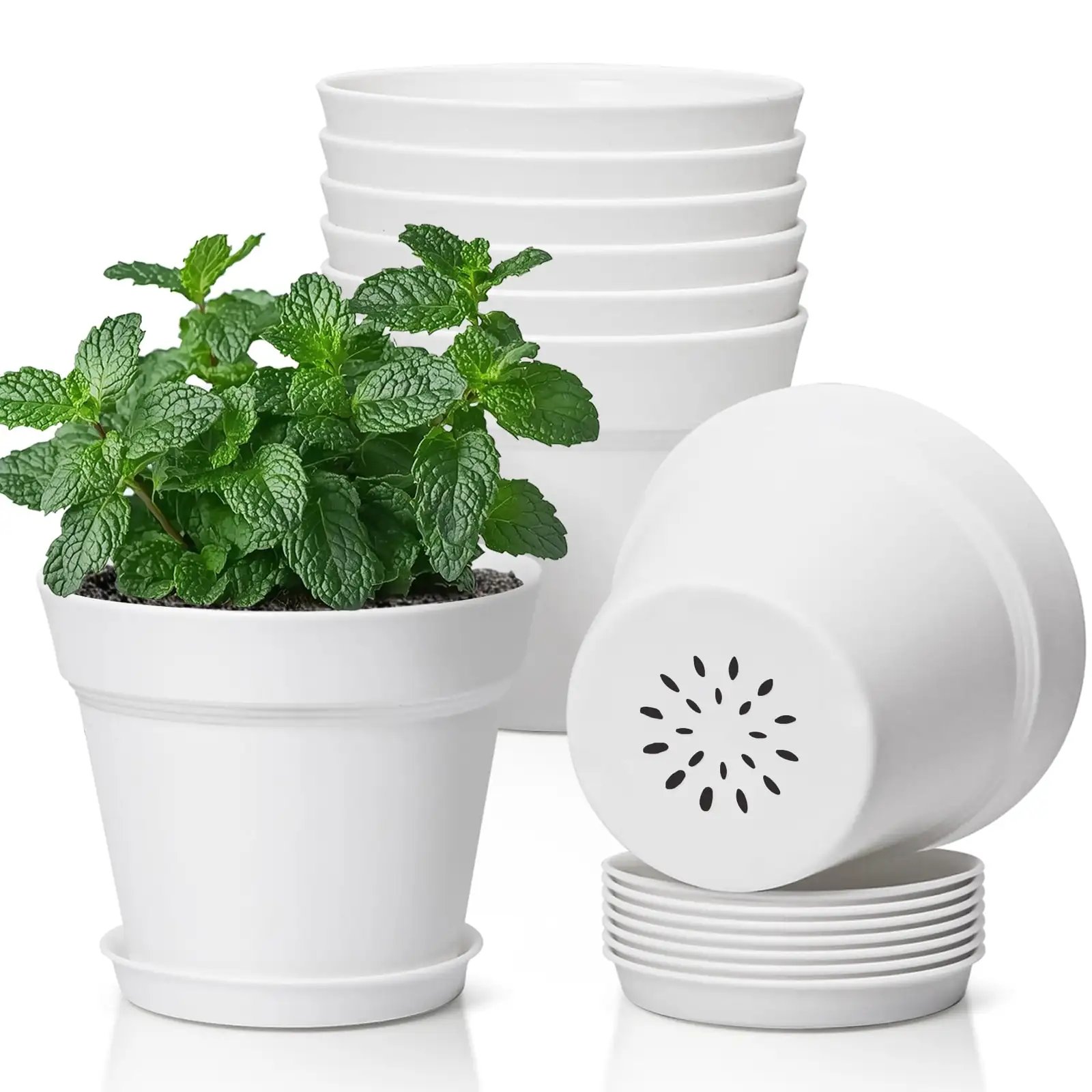 houseplant with drainage pot