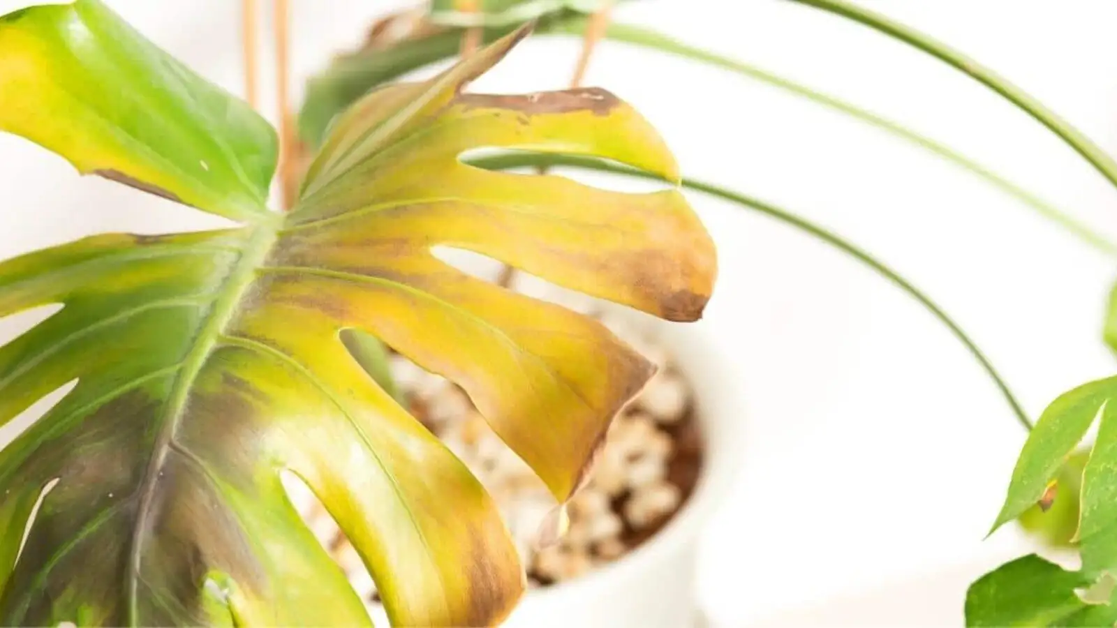 Save Your Houseplants: Root Pruning or Repotting for Root Rot?
