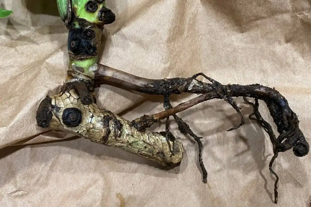 monstera root rot inspection