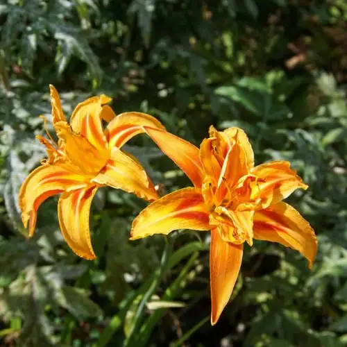 Watering Wisdom: Perfecting Your Daylily’s Hydration Routine