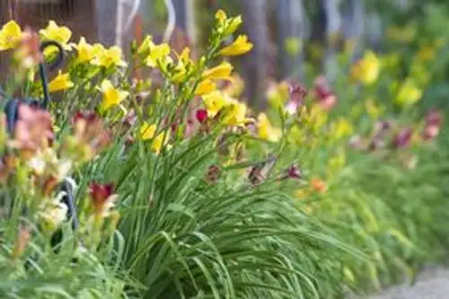 mature daylilies in garden