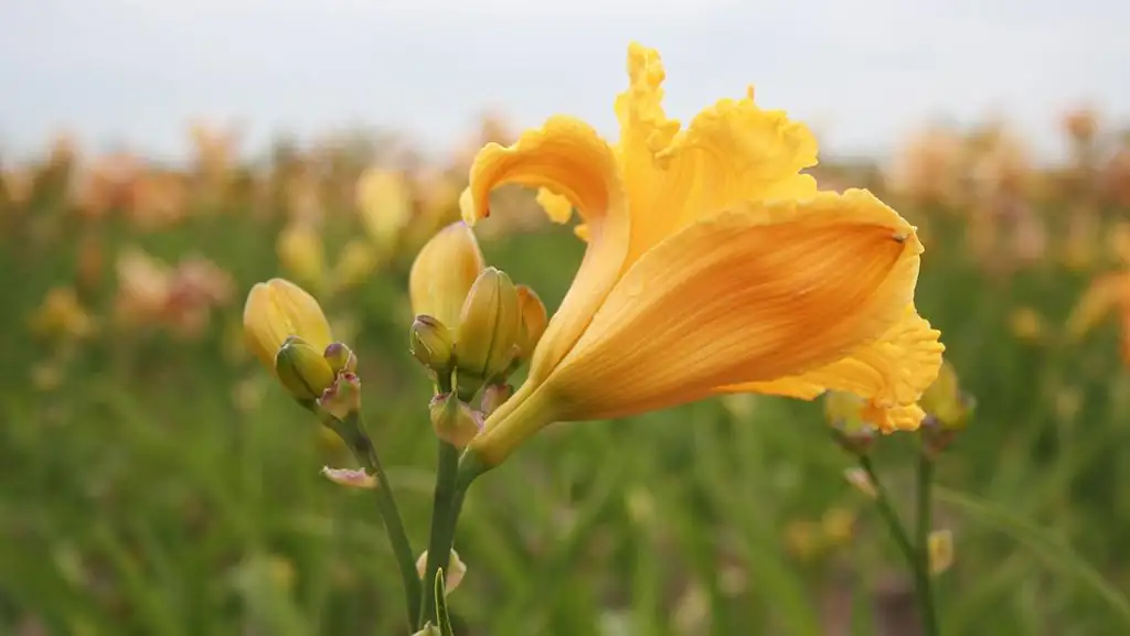 daylilies in hot dry conditions