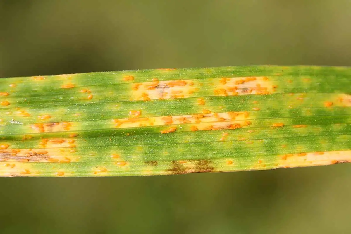 daylily rust disease leaves