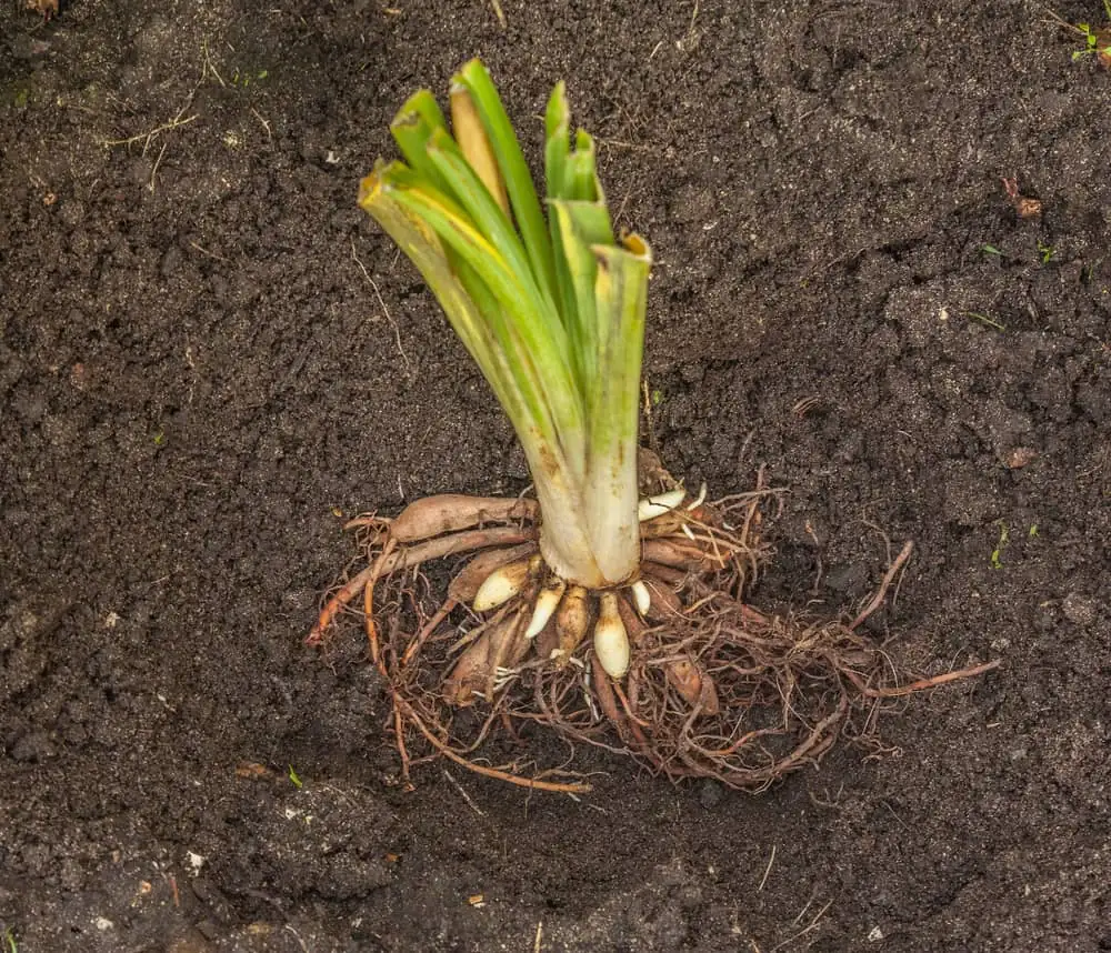 daylily in well-drained soil