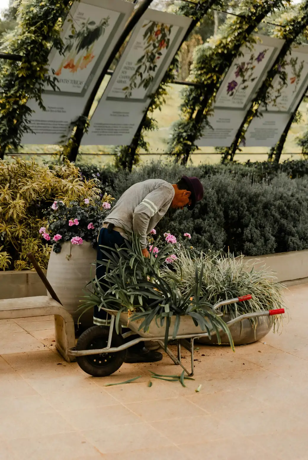 gardener inspecting daylilies